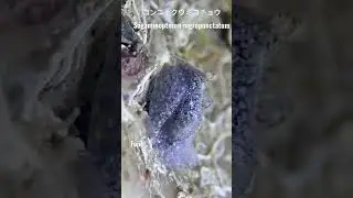 グアム島のウミウシ Guam sea slugs コンニャクウミコチョウ Sagaminopteron nigropunctatum #shorts