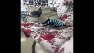 Paiaite Dog Striped Shirt Review: Stylish, Breathable Apparel for Your Pup&rsquo;s Comfort