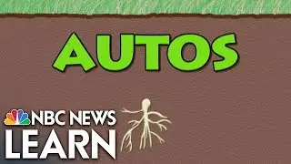 Word Roots: Autos