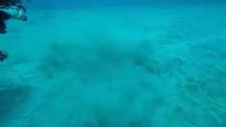 Engelhai in Abades - Teneriffa