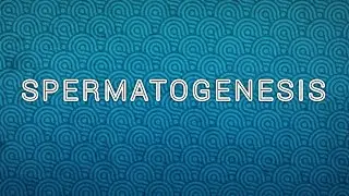 Gametogenesis| Spermatoenesis
