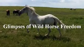 Glimpses of Wild Horse Freedom at the Black Hills Wild Horse Sanctuary