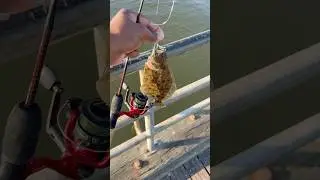 Catching all size Fluke!! #fishing #newyork #viral #trending #longisland #subscribe