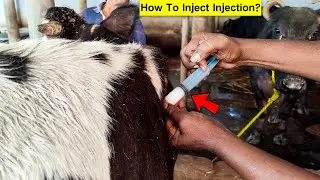 Cow Video | Moxel Injection 3000 | Best Treatment of Udder & Teats Problem | How to Inject Injection
