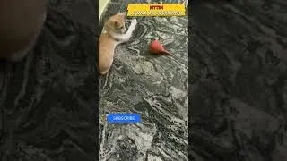 CAT ATTACK ON COCKROACH FUNNY #cutecat #catlover #cattales #cutecat #kitten #catlore #cutepet #pet