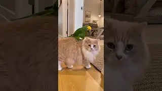POV:  parrot challenges a cat to carry him across the house   #parrot #parrots #funnyparrot #foryou