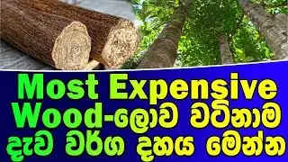 Most Expensive Wood-ලොව වටිනාම දැව වර්ග දහය මෙන්න