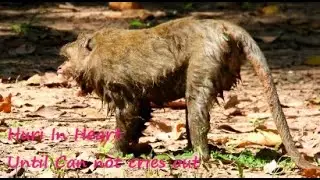 Million Pity ! Monkey Duchess got attack by King Mak , Duchess looks so dirty body full of muddy