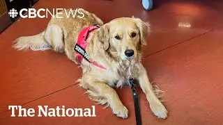 #TheMoment a therapy dog offered support to N.L. wildfire evacuees