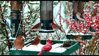 🔴LIVE Cozy Snowy Garden Birds: Cardinals, Doves, Woodpeckers and more!