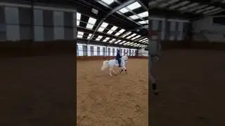 STRIKING DRESSAGE SCHOOLMASTER AD REF 222611 3