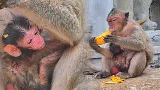 Congratulation mommy monkey Mekala with her newborn baby.