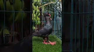 Black Danis Quality Pair #pigeon #pigeonbreed #kabutar #viralvideo #pigeonbreed