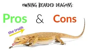 Owning Bearded Dragons- Pros & Cons (The TRUTH!)