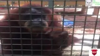 The Orangutan has NO ARMS ► But she has the boyfriend who helps her get around