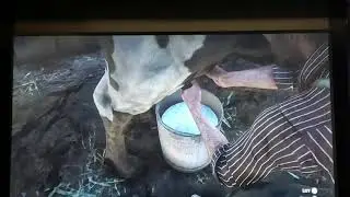UDDER madness