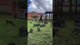 Meeting 700 Cats at Lanai's Cat Sanctuary in Maui County, Adopt a Cat in Hawaii 2022 #shorts