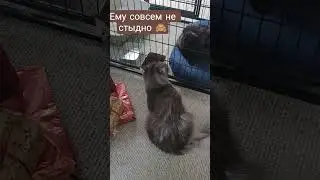 Не стыдно #видосыоткота #кот #прикольныекоты #не стыдно #юмор #жиза