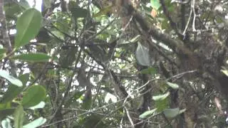 Black-throated tody-tyrant (Hemitriccus granadensis) strange courtship? @ PNN Tatam&aacute;, Colombia