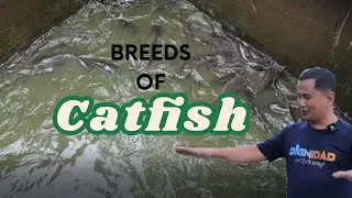 Tips to a natural breeding of catfish. Starting my vegetable garden at my backyard.