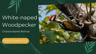 White-naped Woodpecker - Feeding behaviour | Chrysocolaptes festivus #whitenapedwoodpecker