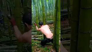 Bamboo Tree Cutting Techniques #satisfying #shot