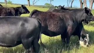 22 Head of Heavy Bred Angus Cows, #0613 | Cattle for sale