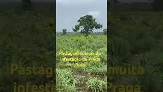 Levantamento T&eacute;cnico de Plantas Daninhas #pecu&aacute;ria #pulverizador #herbicidas #pastagem