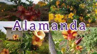 ALAMANDA FLORIDA CORES e TONS diferentes+(como fazer mudas)# JARDIM#FLORES