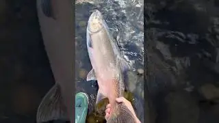 AMERICAN RIVER SALMON FISHING SAC CALIFORNIA 10/3/2025 @OldManAndTheSea