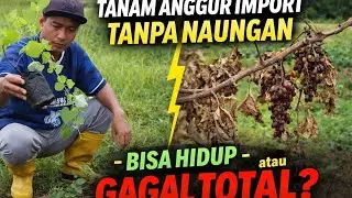 NEKAT !!! TANAM ANGGUR IMPORT TANPA NAUNGAN 😎