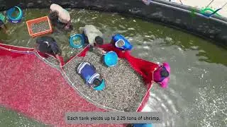 ICAR-CIBA&rsquo;s Super Intensive Precision Natural Shrimp Farming&nbsp;(SIPNSF)