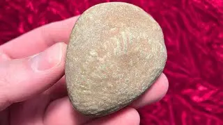 Freeform Fridays | Syringapora in Mudstone