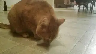 Cat adventures: the adventures of the hyper nip