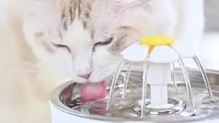 Flower Fountain For Cat
