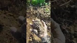 Proses olah lahan sederhana tanam cabe rawit#tanpa bedengan tanpa mulsa# hemat modal. 