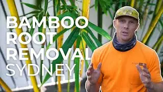 BAMBOO ROOTS REMOVAL SYDNEY