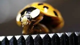 ladybug zoomed in shot