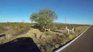 Why Donkeys, Burros on AZ-86 Alert, N Tucson Ajo Highway, 13 September 2018