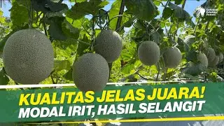 TUMPANGSARI PALING MENGUNTUNGKAN ‼ MELON DAN SEMANGKA, WAJIB COBA PETANI AUTO KAYA ‼
