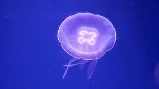 PSYCHEDELIC TRIP # 7 | TRIPPY JELLY FISH MAGIC MUSHROOM | TRIPPY VISUALS | WATCH WHILE HIGH