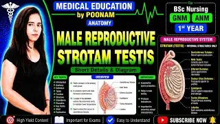 Male reproductive system scrotum testes with diagram is explanation in Hindi 💢