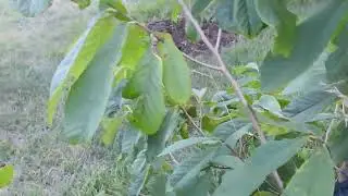Paw Paw patch update!