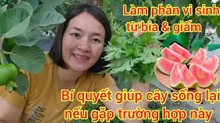 Bí quyết giúp cây sống trở lại, nếu gặp trường hợpnày, bất ngờ bia và dấm giúp cây phát triển