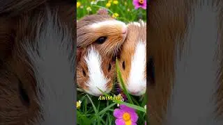 It&rsquo;s Illegal to Own Just One Guinea Pig in Switzerland 🇨🇭🐹