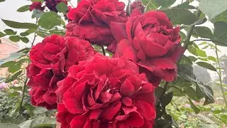 #easygrowrose#clghighgrove#philatelie#huddersfieldchoralsociety#constance#guddu 