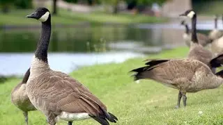 Data Reveals When Birds Are Most Likely to Hit a Plane
