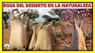 IMPRESIONANTES ROSAS DEL DESIERTO CRECIENDO LIBRES EN LA NATURALEZA Adenium obesum | Gio de la Rosa