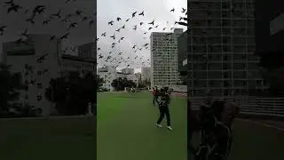 #PIGEONS FLYING IN CIRCLES #shorts