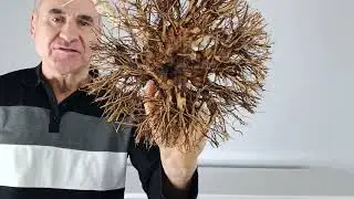 L 4 . Lagestroemias indica, 200 euros con envío.#nebari #plantas #pitarch #bonsai 
